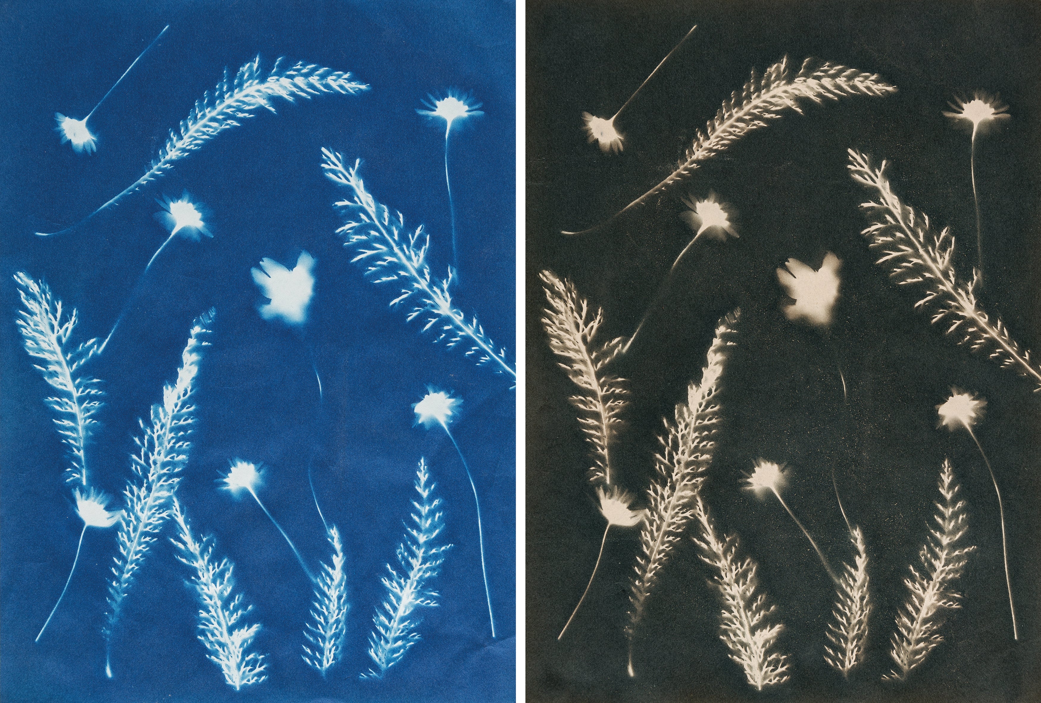 Workshop - Cyanotype intensive course (Kalletal NRW)