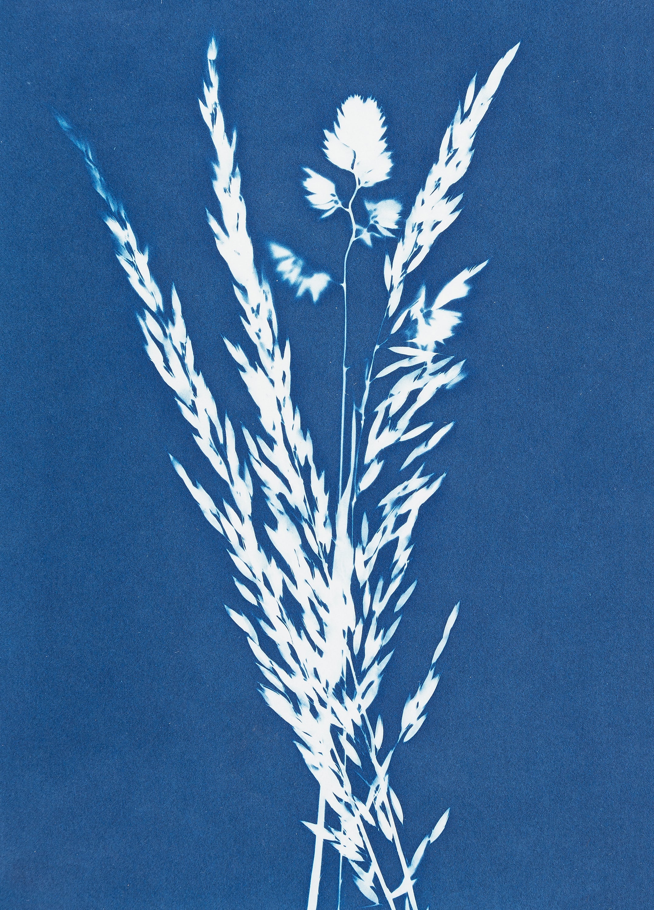 Workshop - Cyanotype intensive course (Kalletal NRW)